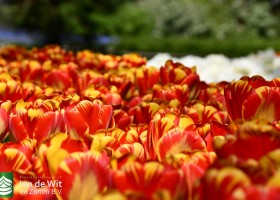 Keukenhof 2020 (15)