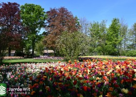 Keukenhof 2020 (16)