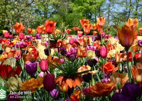 Keukenhof 2020 (17)
