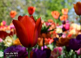 Keukenhof 2020 (18)