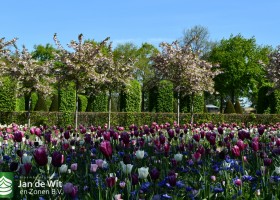 Keukenhof 2020 (2)