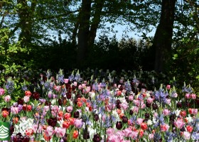 Keukenhof 2020 (21)