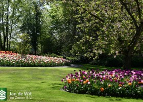 Keukenhof 2020 (23)
