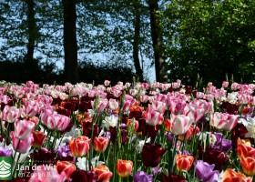 Keukenhof 2020 (24)