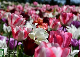Keukenhof 2020 (25)