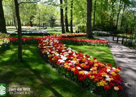 Keukenhof 2020 (29)