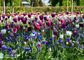 Keukenhof 2020 (3)