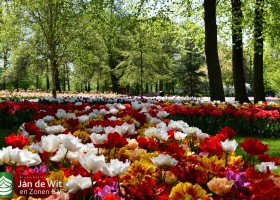 Keukenhof 2020 (30)