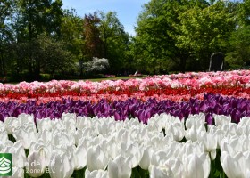 Keukenhof 2020 (32)