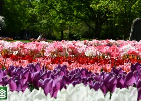 Keukenhof 2020 (33)