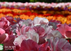 Keukenhof 2020 (34)