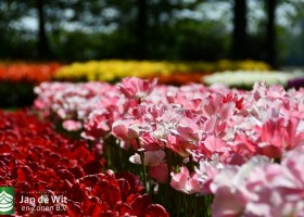 Keukenhof 2020 (35)