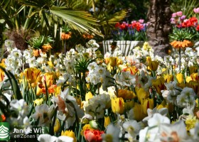 Keukenhof 2020 (37)
