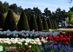 Keukenhof 2020 (4)