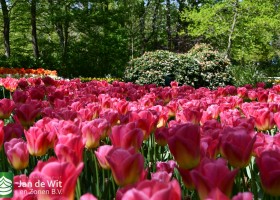 Keukenhof 2020 (41)