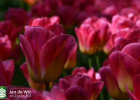 Keukenhof 2020 (42)