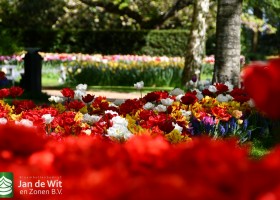 Keukenhof 2020 (45)