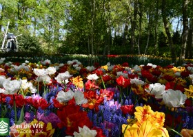 Keukenhof 2020 (46)