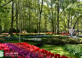 Keukenhof 2020 (47)