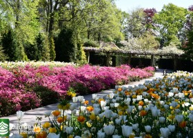Keukenhof 2020 (48)