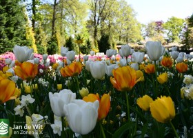Keukenhof 2020 (49)