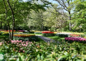 Keukenhof 2020 (5)