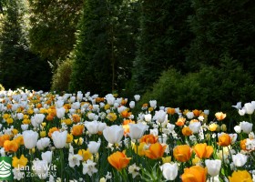 Keukenhof 2020 (50)