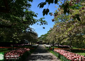 Keukenhof 2020 (51)