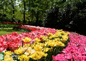 Keukenhof 2020 (52)