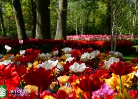 Keukenhof 2020 (53)