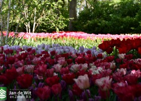 Keukenhof 2020 (55)