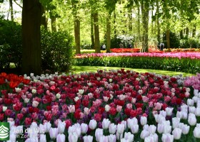Keukenhof 2020 (56)