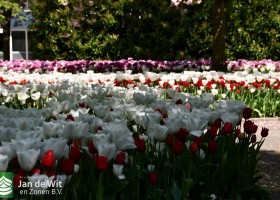 Keukenhof 2020 (57)