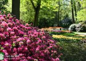 Keukenhof 2020 (59)