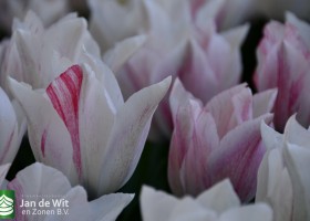Keukenhof 2020 (62)