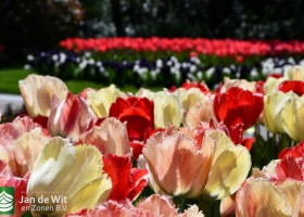 Keukenhof 2020 (63)