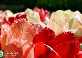 Keukenhof 2020 (64)