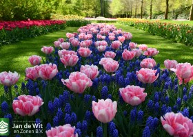 Keukenhof 2020 (65)