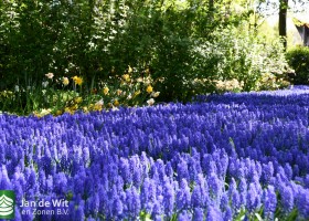 Keukenhof 2020 (66)