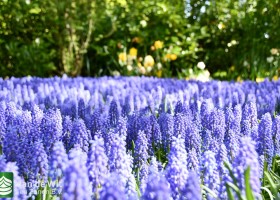 Keukenhof 2020 (67)