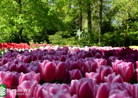 Keukenhof 2020 (68)