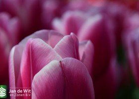 Keukenhof 2020 (69)