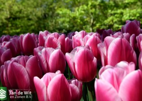 Keukenhof 2020 (70)