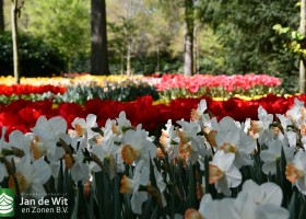 Keukenhof 2020 (73)