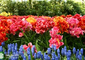 Keukenhof 2020 (75)