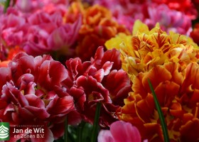 Keukenhof 2020 (76)