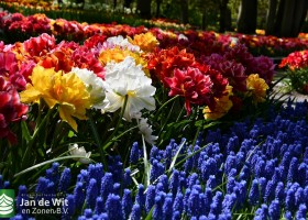 Keukenhof 2020 (78)