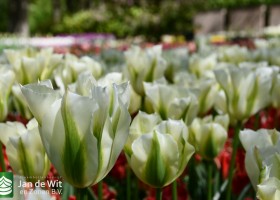 Keukenhof 2020 (79)