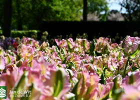 Keukenhof 2020 (8)