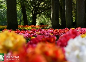 Keukenhof 2020 (81)